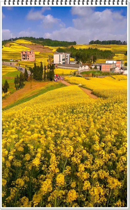 2026年-云南罗平油菜花抓拍-0174