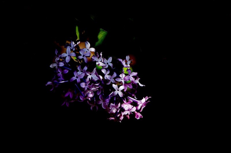 阳明公园——丁香花开
