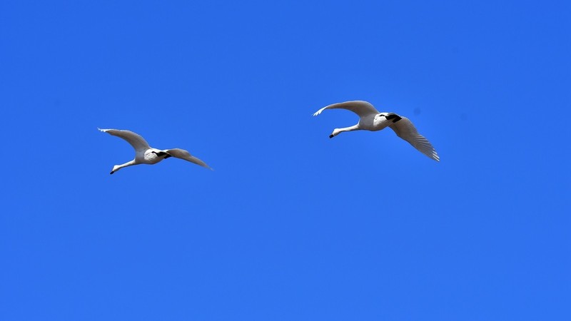 【视觉光影】美 丽 的 大 天 鹅 （55）