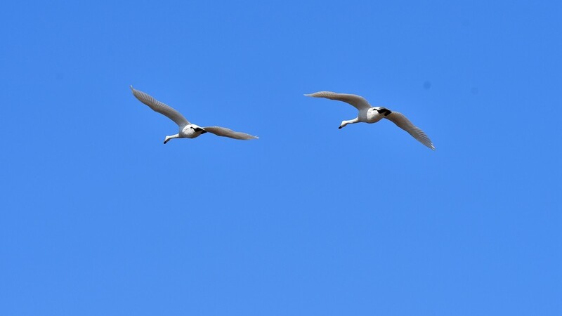 【视觉光影】美 丽 的 大 天 鹅 （55）