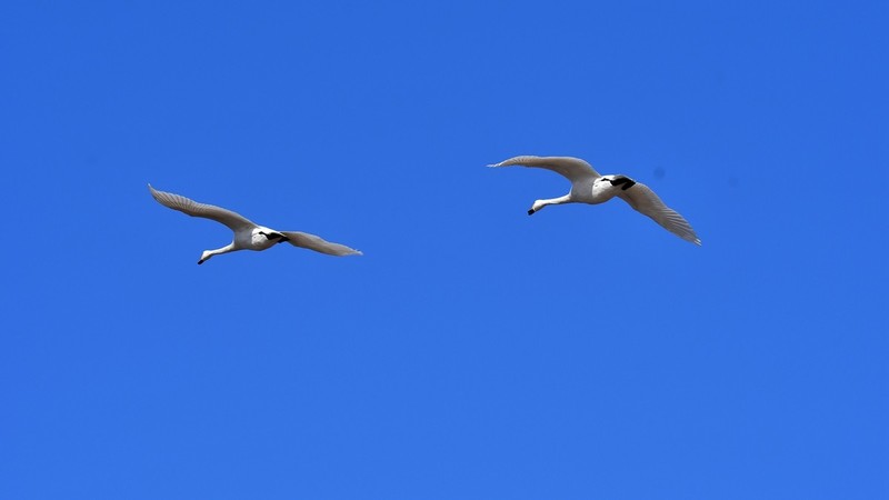 【视觉光影】美 丽 的 大 天 鹅 （55）