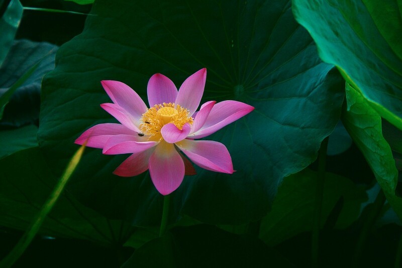 CCD荷花