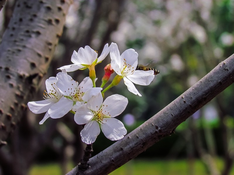 樱花