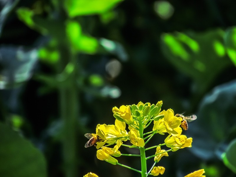 油菜花