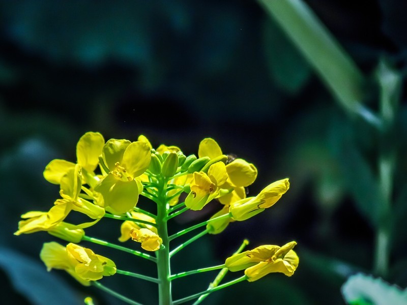 油菜花