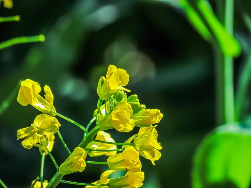 油菜花