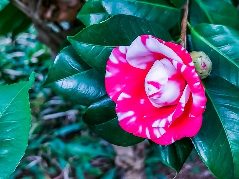 茶花