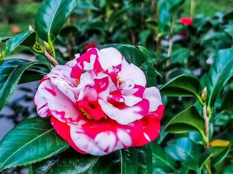茶花