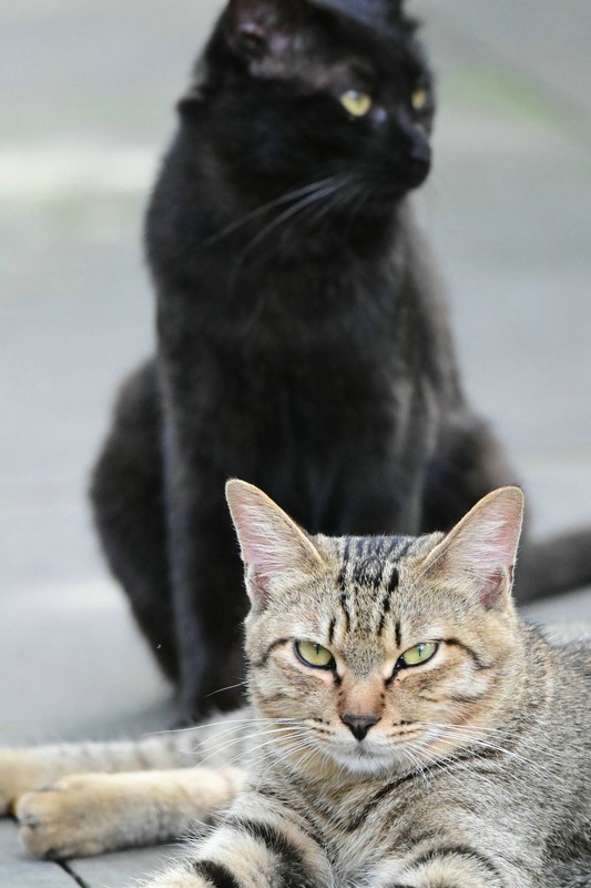虎猫与黑猫