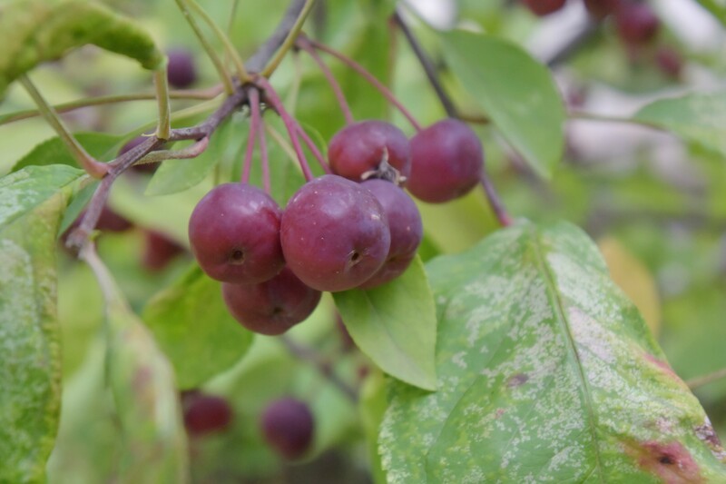 花花草草（五十一）—— 欧洲李