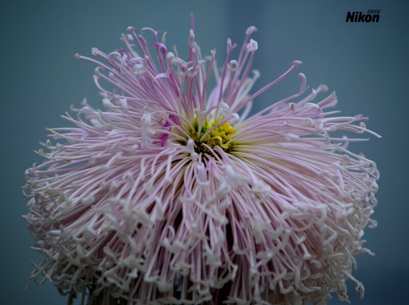 文园的最后篇-大丝菊。