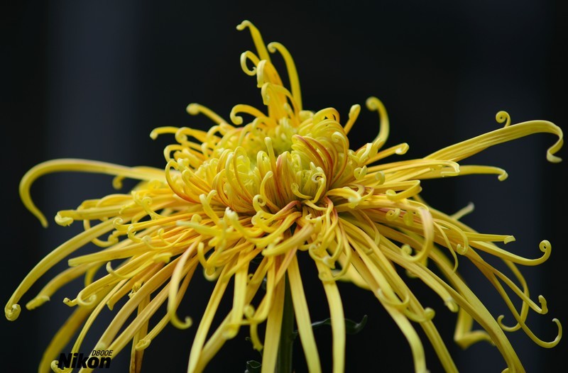 文园的最后篇-大丝菊。