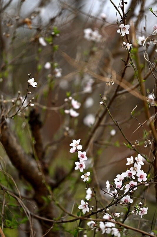 2026小城的春（拾伍）