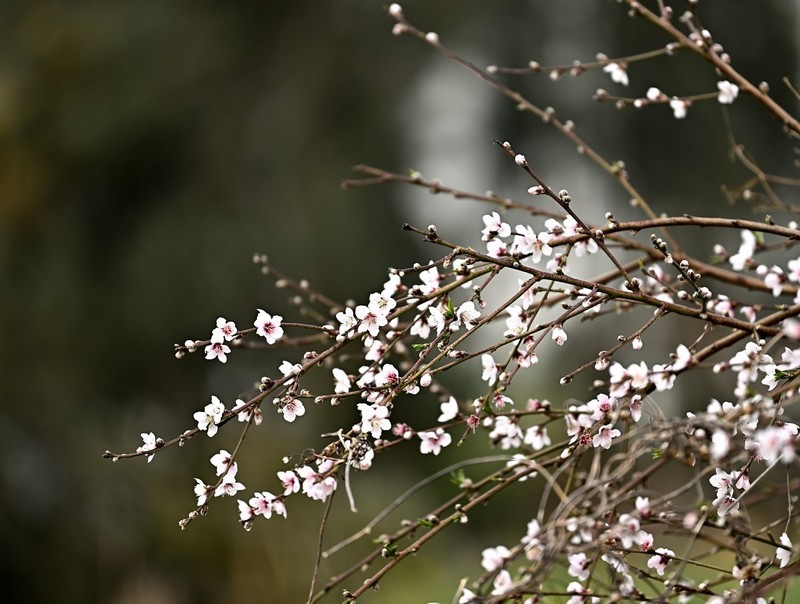 2026小城的春（拾伍）