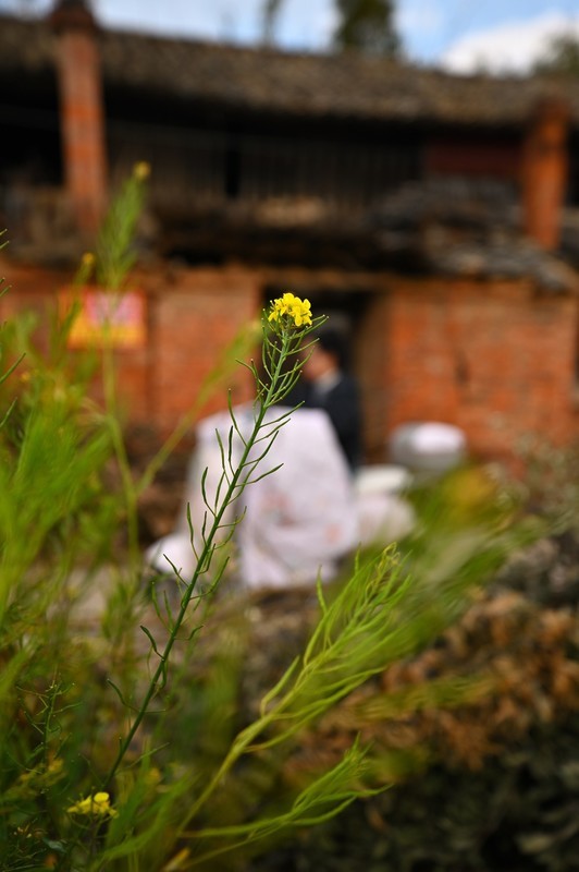 2026小城的春（拾柒）