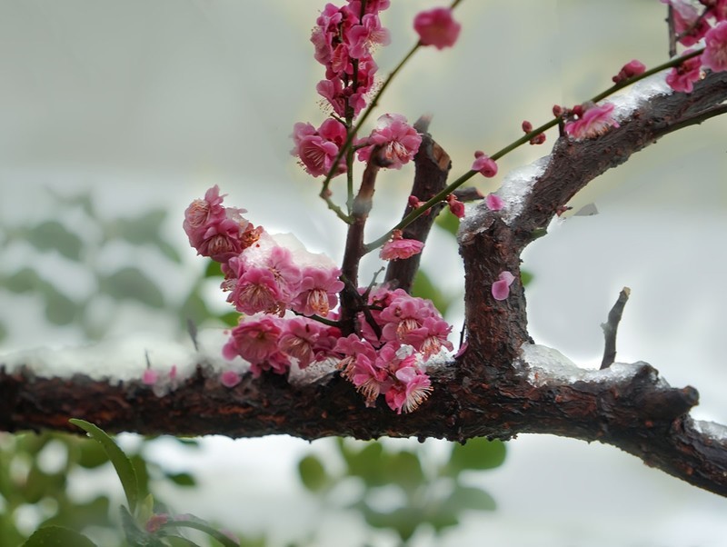 红梅傲雪（1）