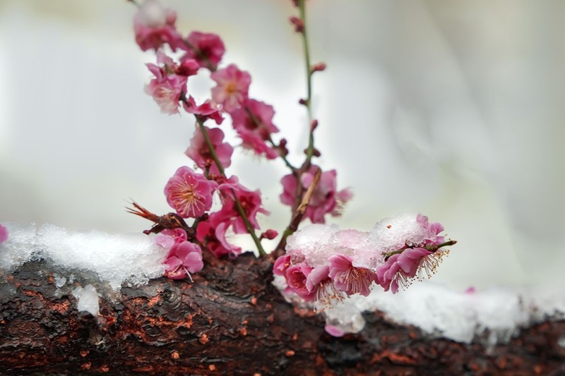 红梅傲雪（1）
