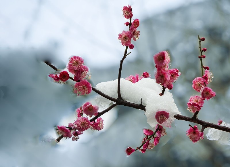 红梅傲雪（2）