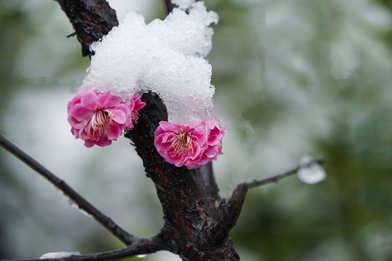 红梅傲雪（2）