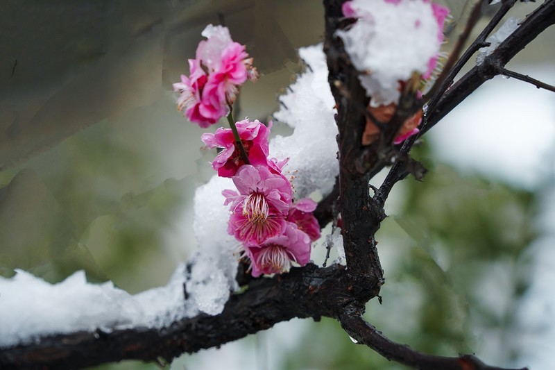 红梅傲雪（2）
