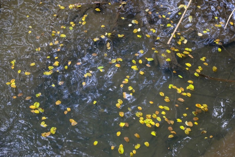 福建泰宁4-------寨下大峡谷2