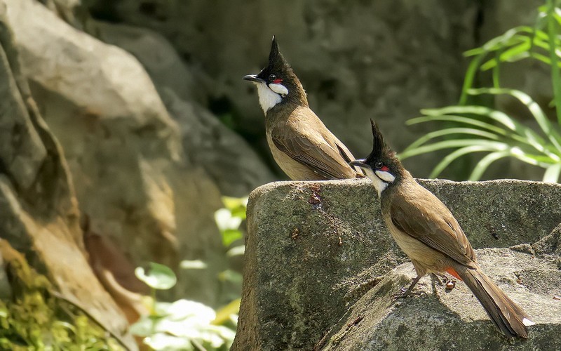 公园的红耳鹎 （15）