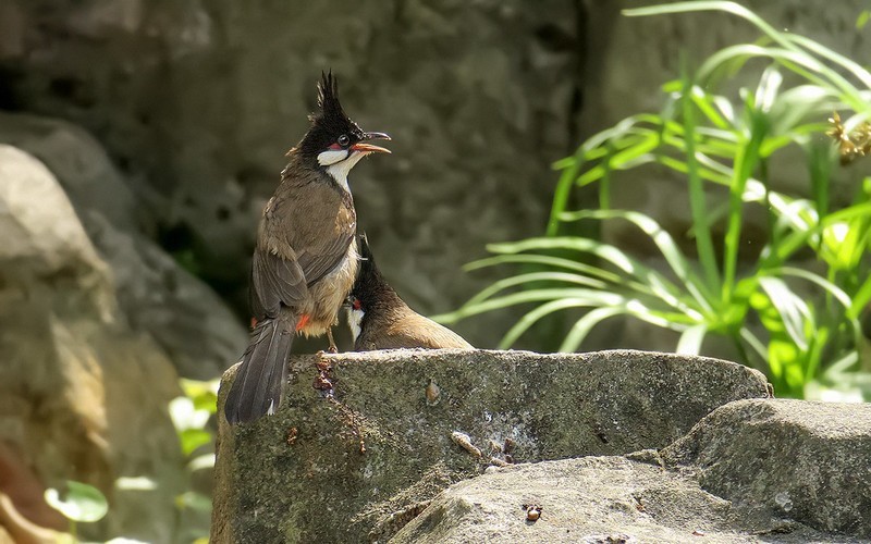 公园的红耳鹎 （15）