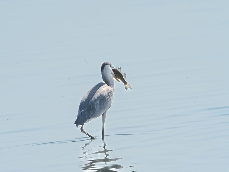 白鹭（4）（逆光）