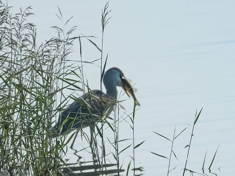 白鹭（4）（逆光）