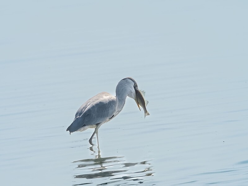 白鹭（4）（逆光）