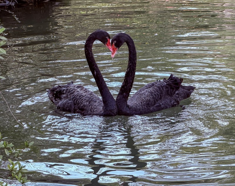 天鹅荡漾的湖面 2-1