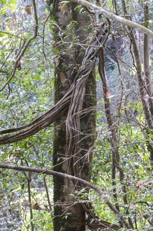 福建泰宁4-------寨下大峡谷3