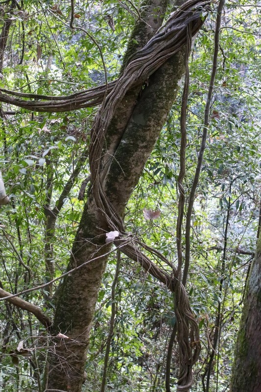 福建泰宁4-------寨下大峡谷3