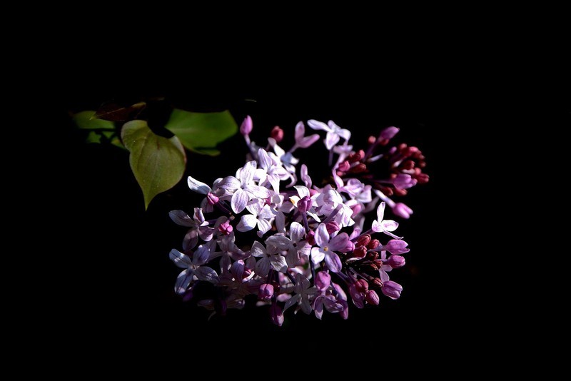 阳明公园——丁香花开（2）