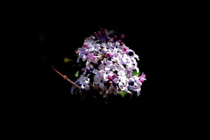 阳明公园——丁香花开（2）