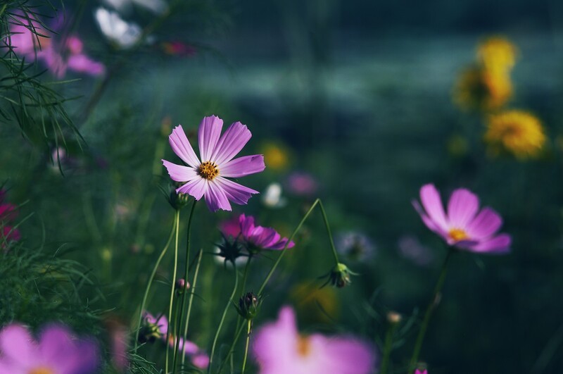 格桑花
