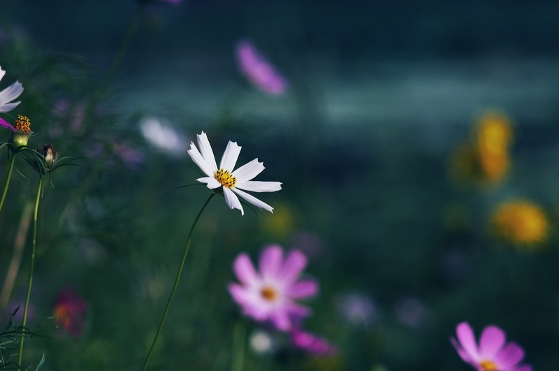 格桑花