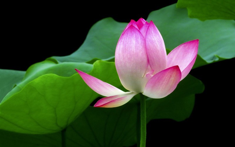 [26165] 荔湾湖的荷花