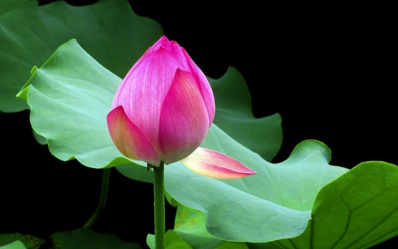 [26165] 荔湾湖的荷花