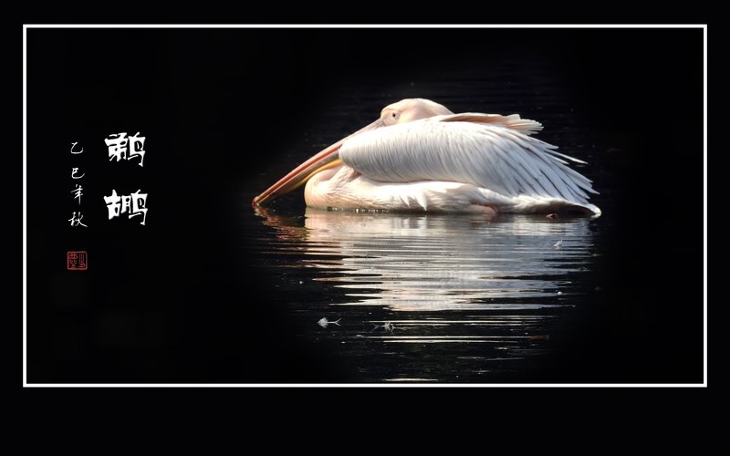 漂亮的大嘴水鸟-鹈鹕