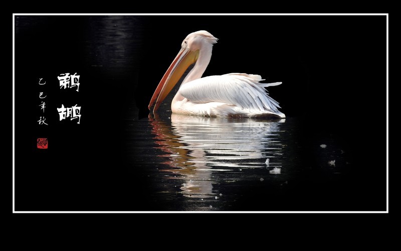 漂亮的大嘴水鸟-鹈鹕