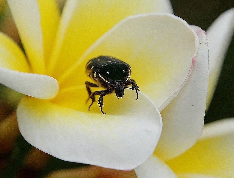 1024【不老松：二游海南纪实】临高长島兰湾的虫!