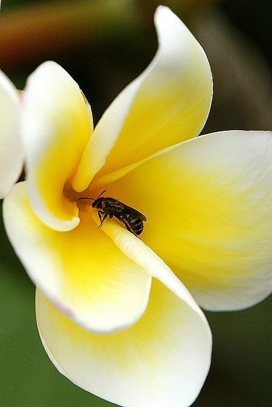 1024【不老松：二游海南纪实】临高长島兰湾的虫!