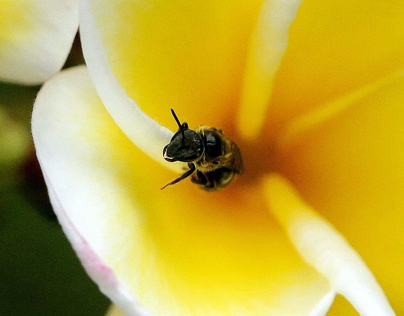 1024【不老松：二游海南纪实】临高长島兰湾的虫!
