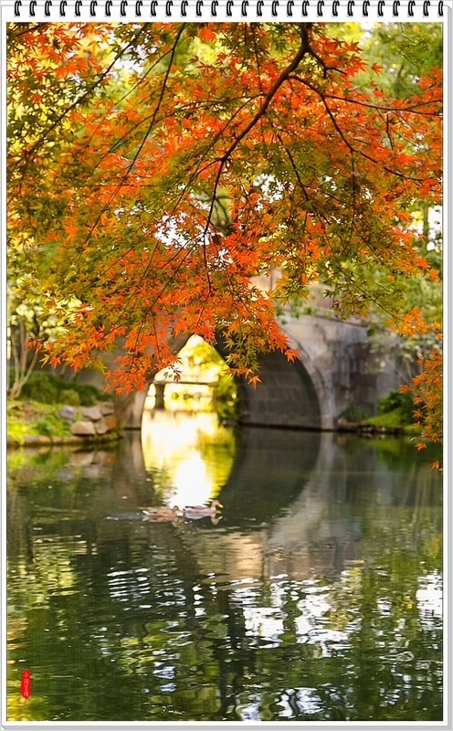 2025年-南方的红叶季抓拍-1114