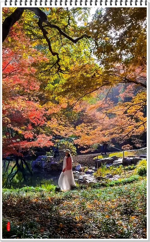 2025年-南方的红叶季抓拍-1114