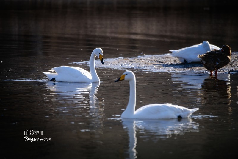 红村天鹅湾（8）