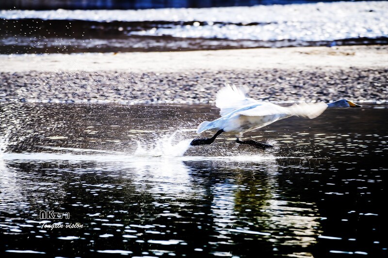 红村天鹅湾（8）