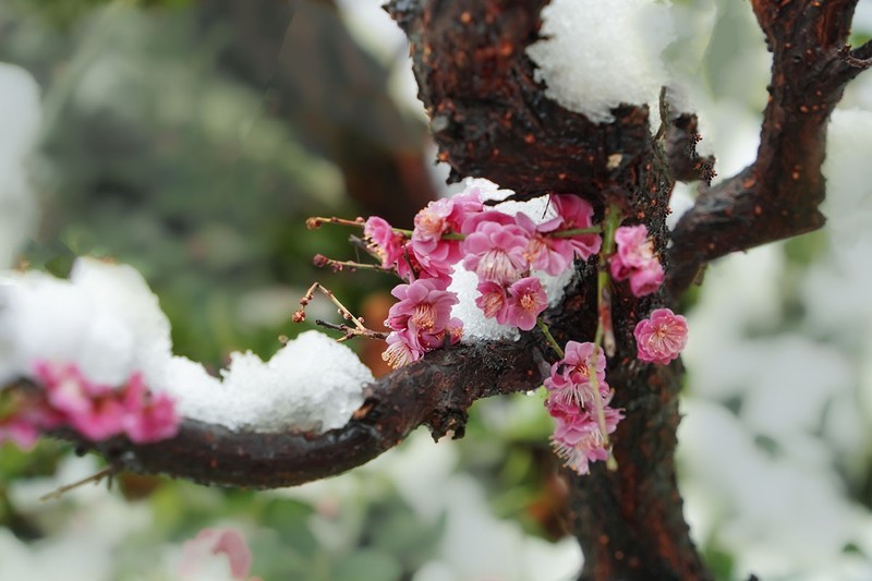 红梅傲雪（5）