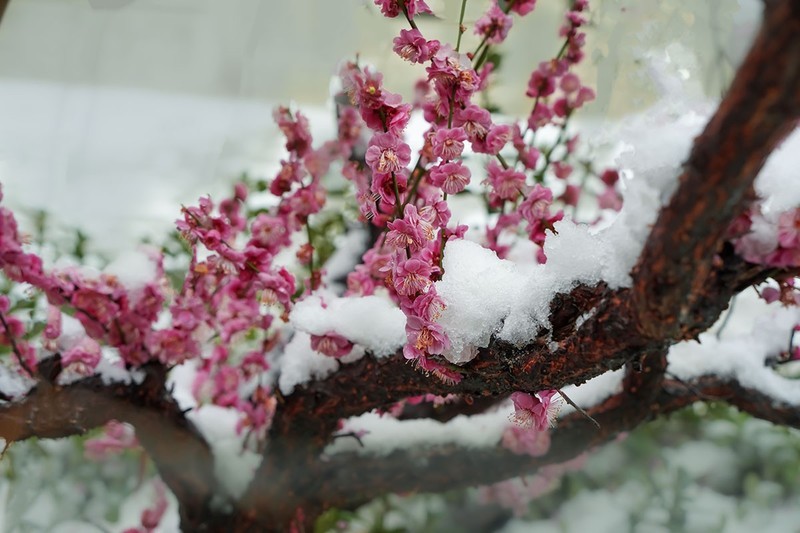 红梅傲雪（5）